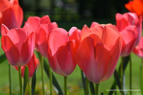 April Flowers